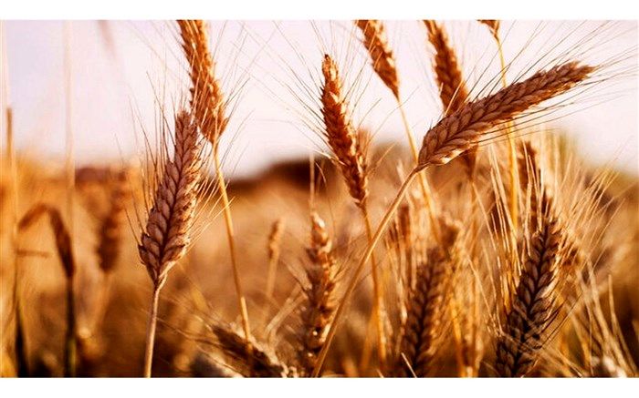 کشاورزان از قیمت اعلامی گندم توسط دولت راضی‌اند