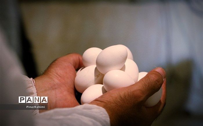 هر کیلو تخم‌ مرغ، ۴۳ هزار تومان