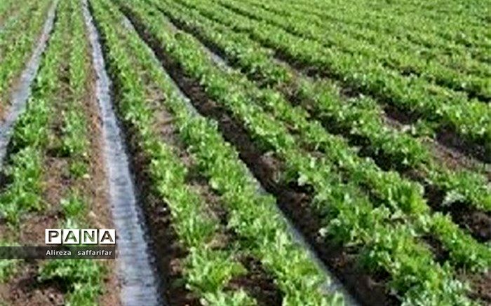 پیش‌بینی تولید بیش از ۲۷ میلیون تن سبزی و صیفی در کشور