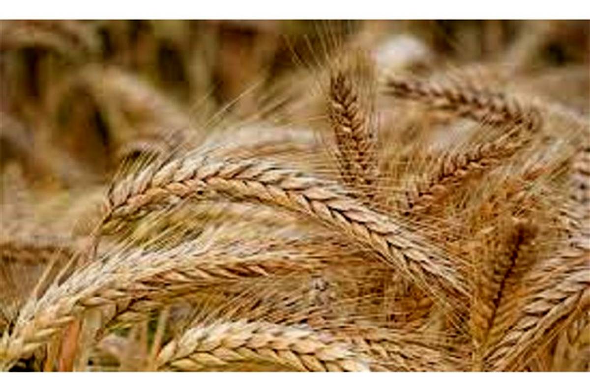رشد ۴۵ درصدی تولید گندم در کشور