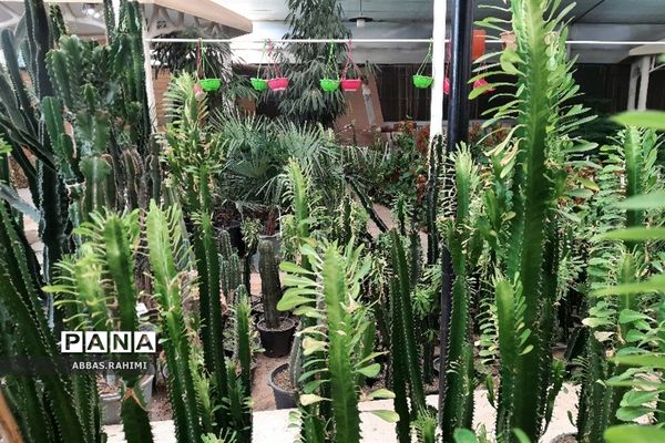 گلخانه‌های شهرستان  پاکدشت