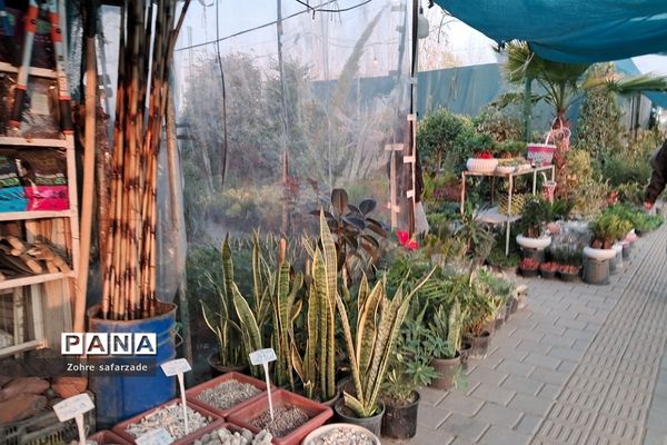 زیبایی‌های بازار گل محلاتی تهران