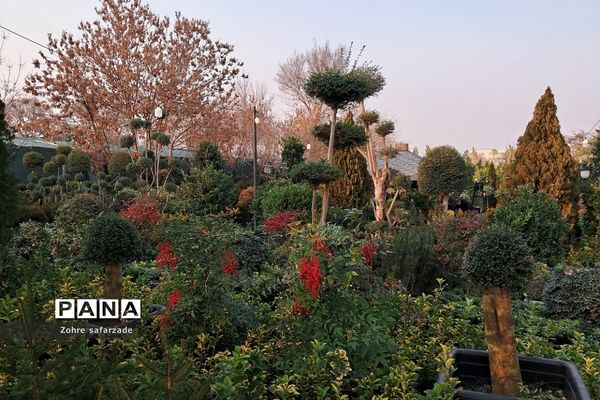 زیبایی‌های بازار گل محلاتی تهران
