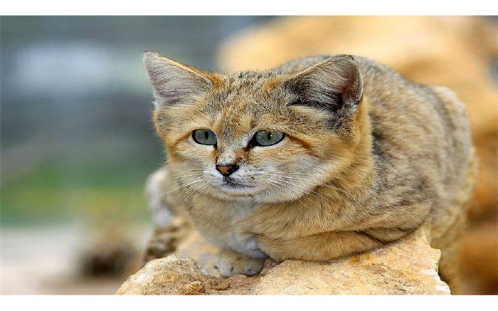 خطر انقراض گربه شنی در خراسان جنوبی