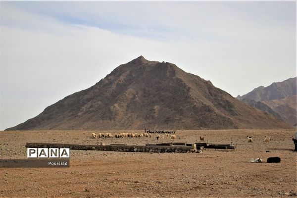 آغاز رزمایش جهادی دامپزشکی استان یزد در شهرستان ابرکوه