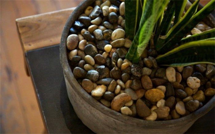 ‌مزایای سنگ روی گلدان برای گیاه