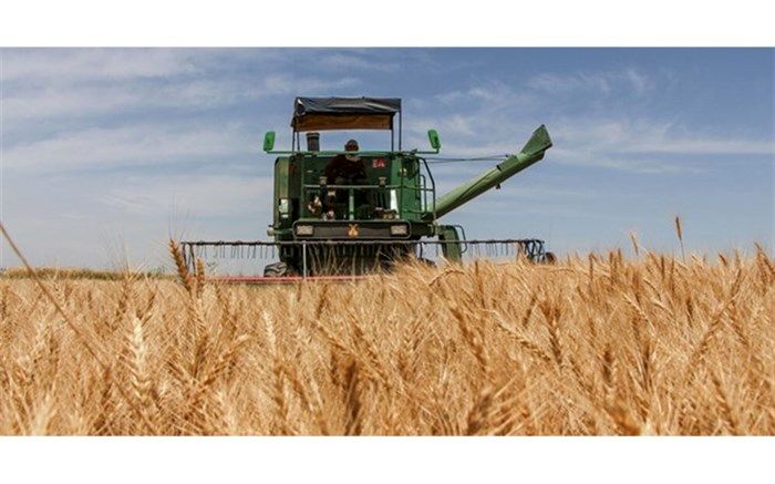 افزایش میزان خرید گندم در مراغه