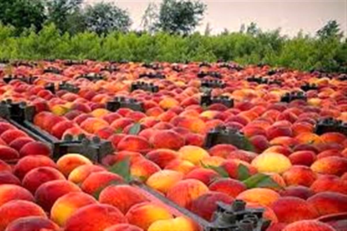 صادرات محصولات کشاورزی استان قزوین بیش از ۱۰ هزار تن بوده است