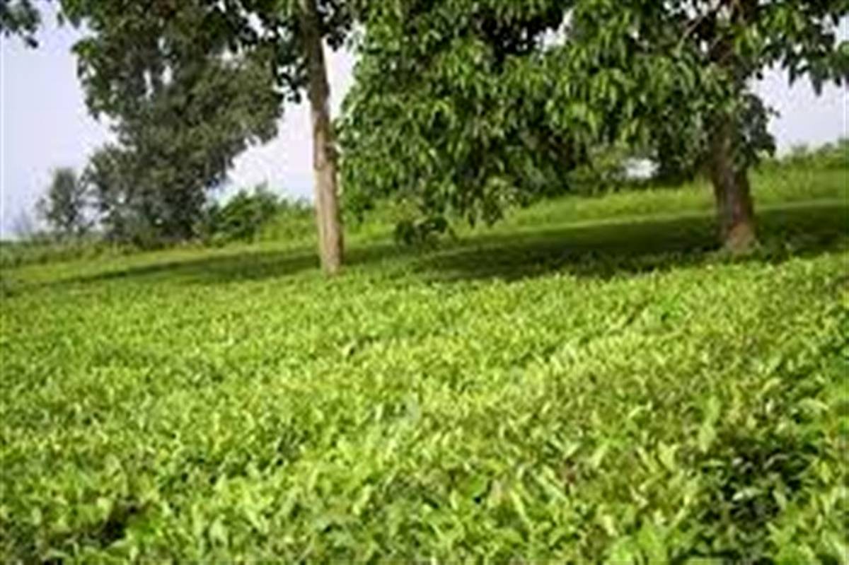رئیس سازمان چای از استحصال ۲۴ هزار تُنی چای خشک در کشور خبر داد