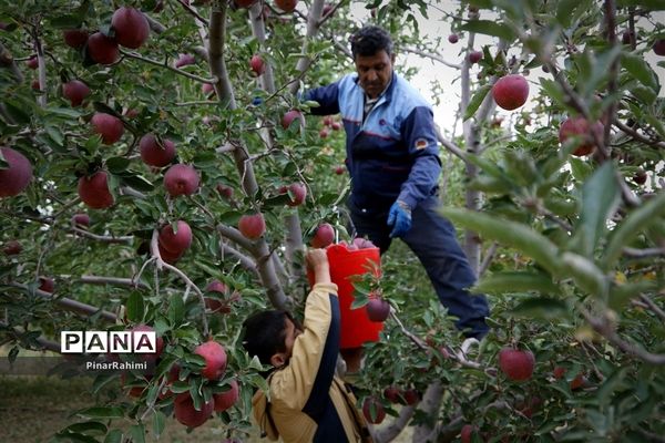 برگزاری جشنواره سیب مراغه