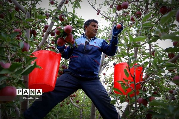 برگزاری جشنواره سیب مراغه