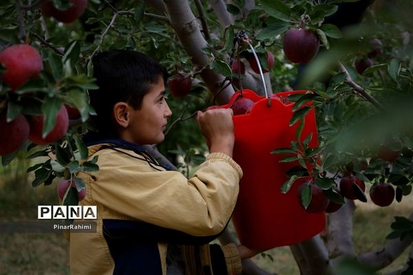 برگزاری جشنواره سیب مراغه