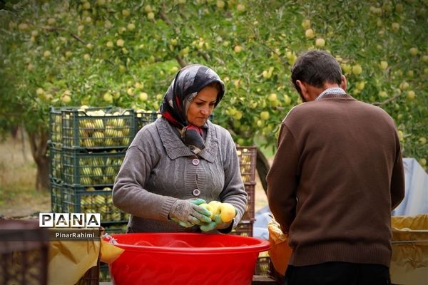 برگزاری جشنواره سیب مراغه