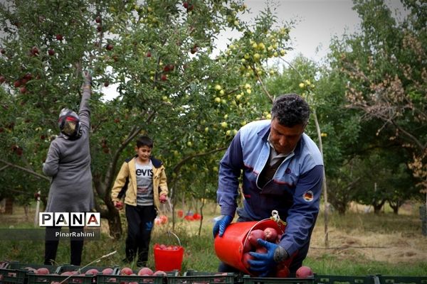 برگزاری جشنواره سیب مراغه