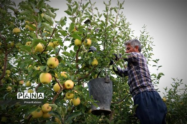 برگزاری جشنواره سیب مراغه