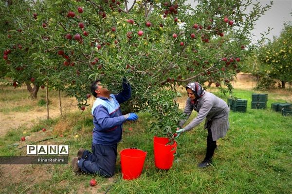 برگزاری جشنواره سیب مراغه