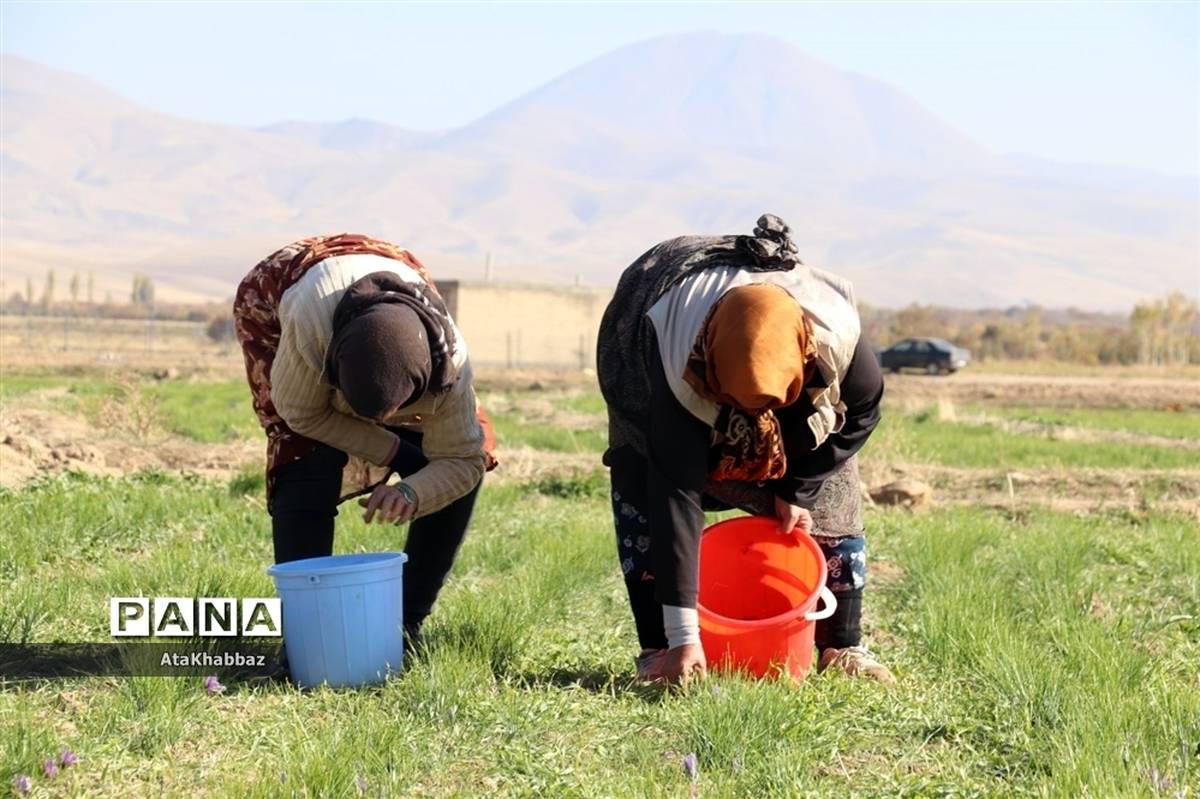 برداشت زعفران در مرند