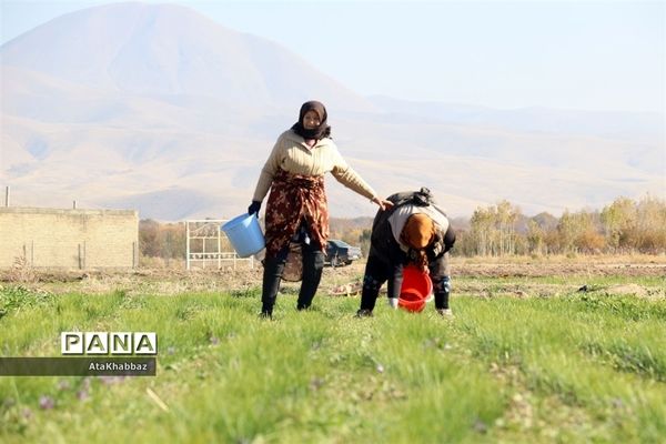 برداشت زعفران در مرند