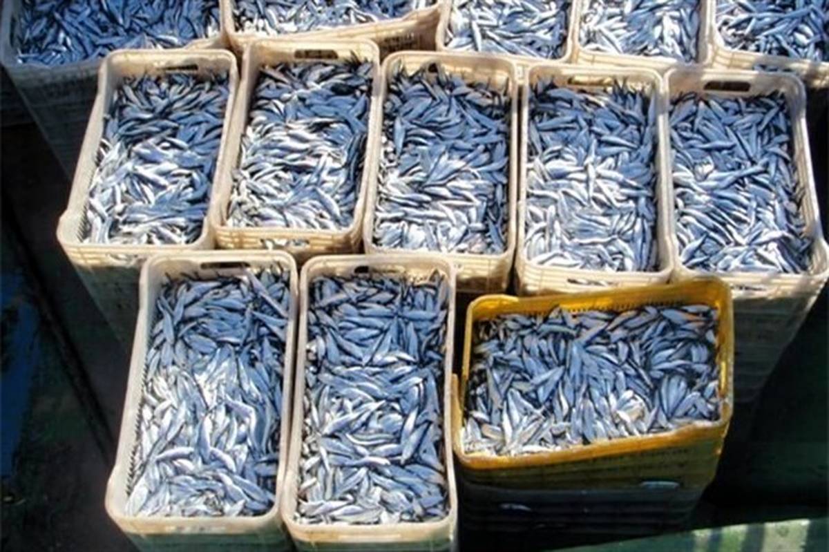 صید بیش از ۳ هزار تن کیلکا از دریای خزر در گیلان