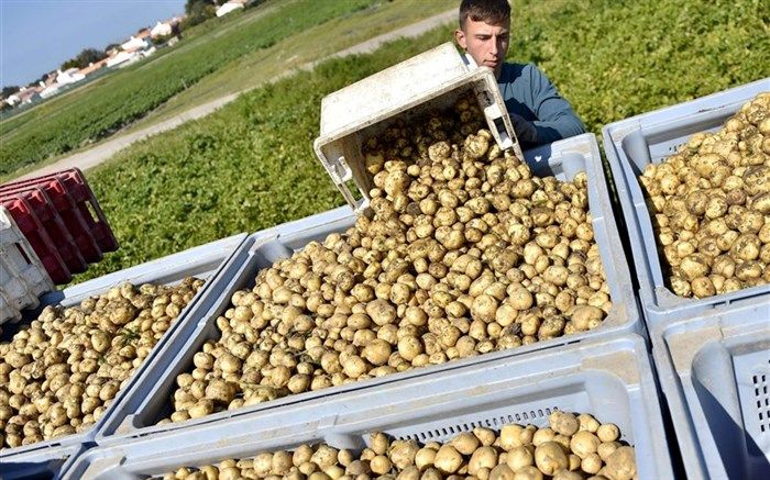 اخذ مجوز صادرات ۱۰۰ هزار تن سیب‌زمینی از استان اردبیل
