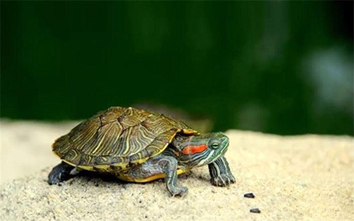 نگرانی محیط‌زیست از افزایش حضور گونه مهاجم لاک‌پشت گوش قرمز