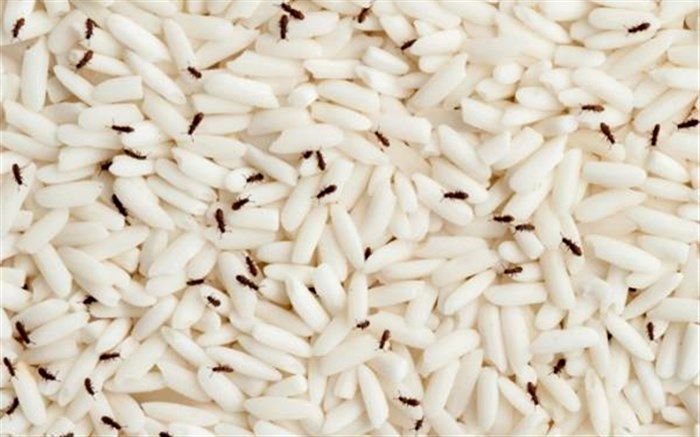برای از بین بردن حشره‌های برنج چه کنیم؟
