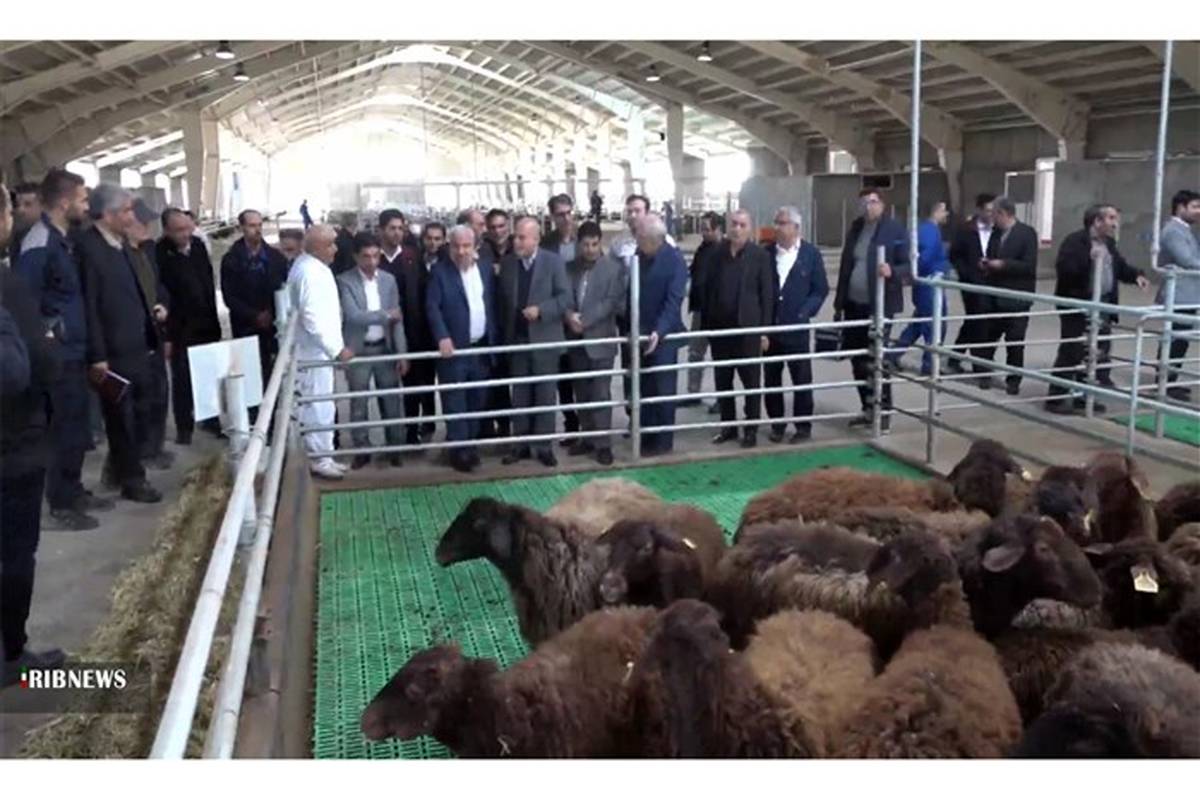 افتتاح مجموعه گوسفندداری ۳۲ هزار و۴۰۰ راسی در شبستر