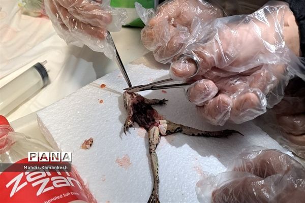 کارگاه آناتومی و تشریح حیوانات آزمایشگاهی در پاکدشت