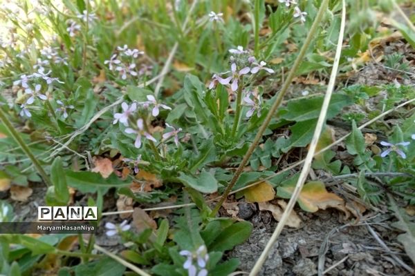 طبیعت اولین چیزی است که مژده آمدن بهار را به ما می‌دهد