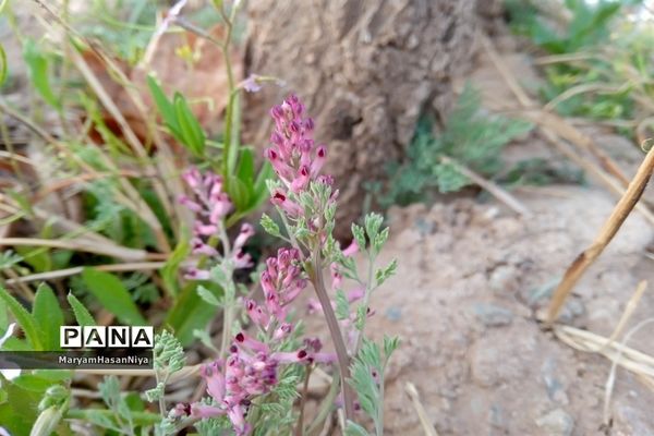 طبیعت اولین چیزی است که مژده آمدن بهار را به ما می‌دهد