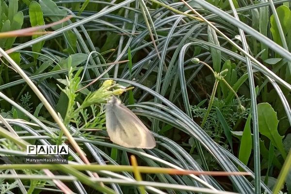 طبیعت اولین چیزی است که مژده آمدن بهار را به ما می‌دهد