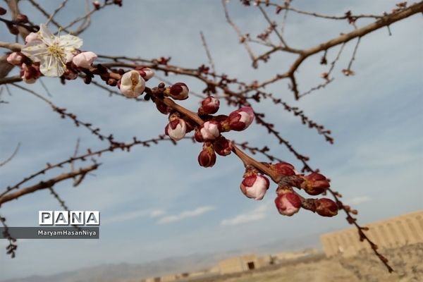 طبیعت اولین چیزی است که مژده آمدن بهار را به ما می‌دهد