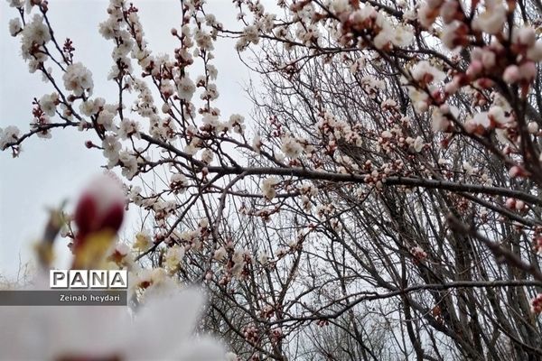 شکوفه های بهاری بر قامت درختان خوشنام ملارد