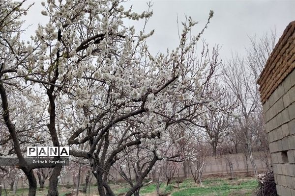 شکوفه های بهاری بر قامت درختان خوشنام ملارد