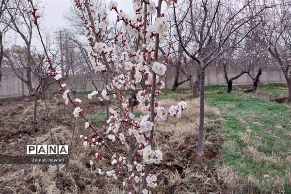 شکوفه های بهاری بر قامت درختان خوشنام ملارد