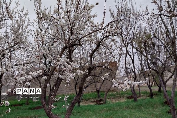 شکوفه های بهاری بر قامت درختان خوشنام ملارد