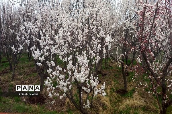 شکوفه های بهاری بر قامت درختان خوشنام ملارد