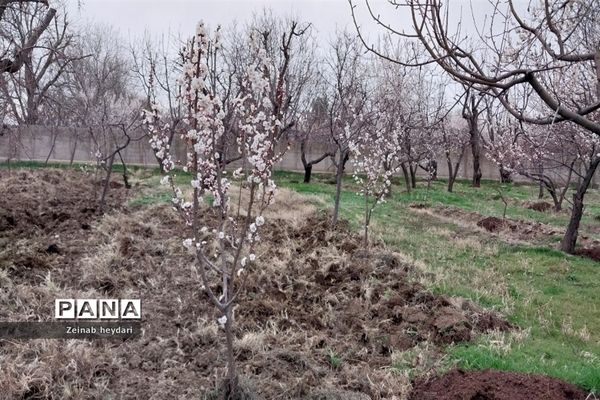 شکوفه های بهاری بر قامت درختان خوشنام ملارد