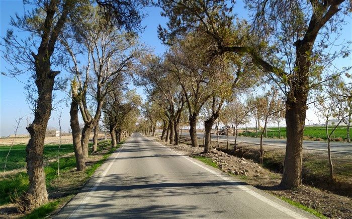 معرفی جاده درختی روستای خاوه شهر جوادآباد‌، به روایت دانش‌آموز خبرنگار پانا/فیلم