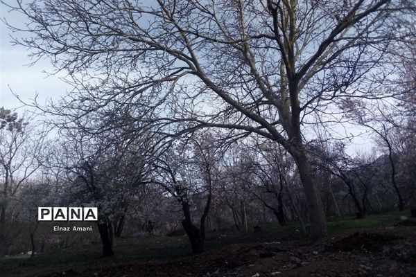 شکوفه های بهاری