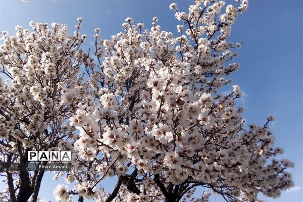 شکوفه های بهاری