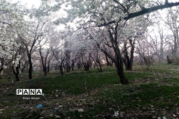 شکوفه های بهاری