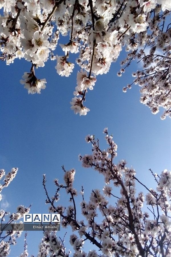 شکوفه های بهاری
