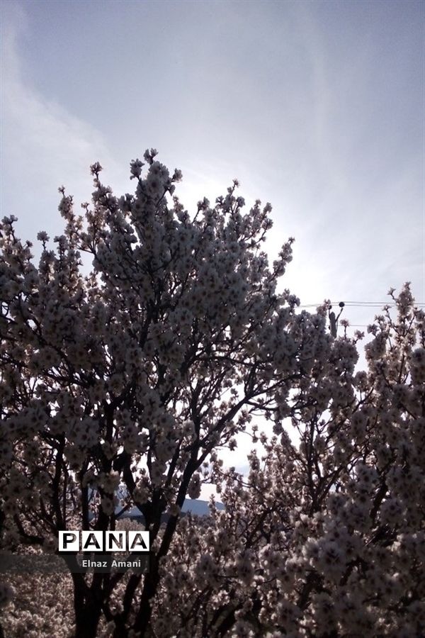 شکوفه های بهاری