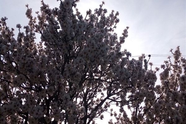 شکوفه های بهاری