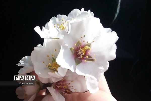 شکوفه های بهاری