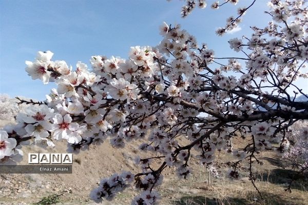 شکوفه های بهاری