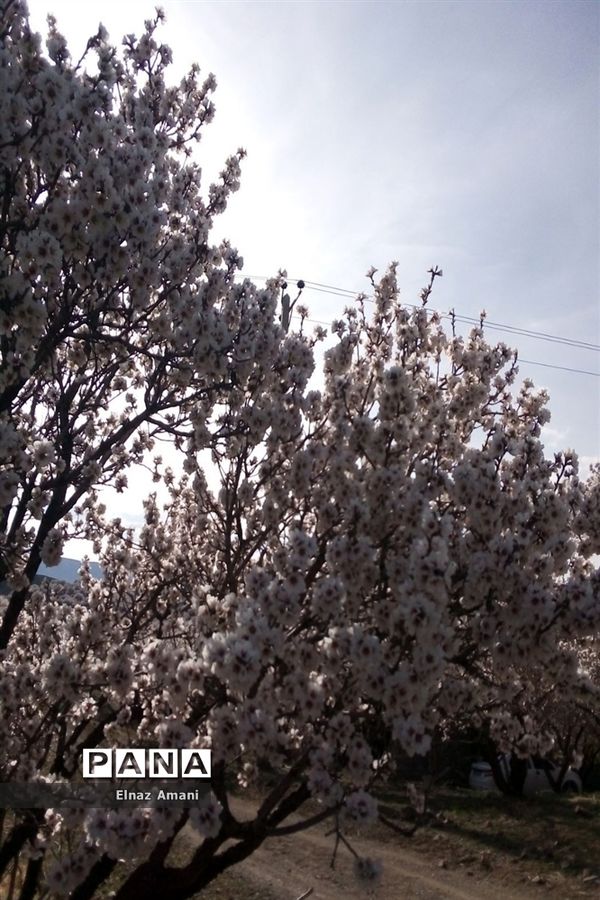 شکوفه های بهاری