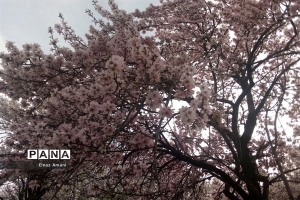 شکوفه های بهاری