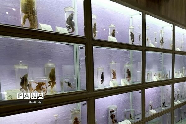 موزه تاریخ طبیعی دانشگاه بوعلی سینا در استان همدان